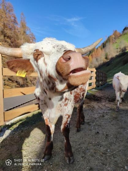 Апартаменти Texas Longhorn Ranch Neumannhof Кадіп'єтра Екстер'єр фото